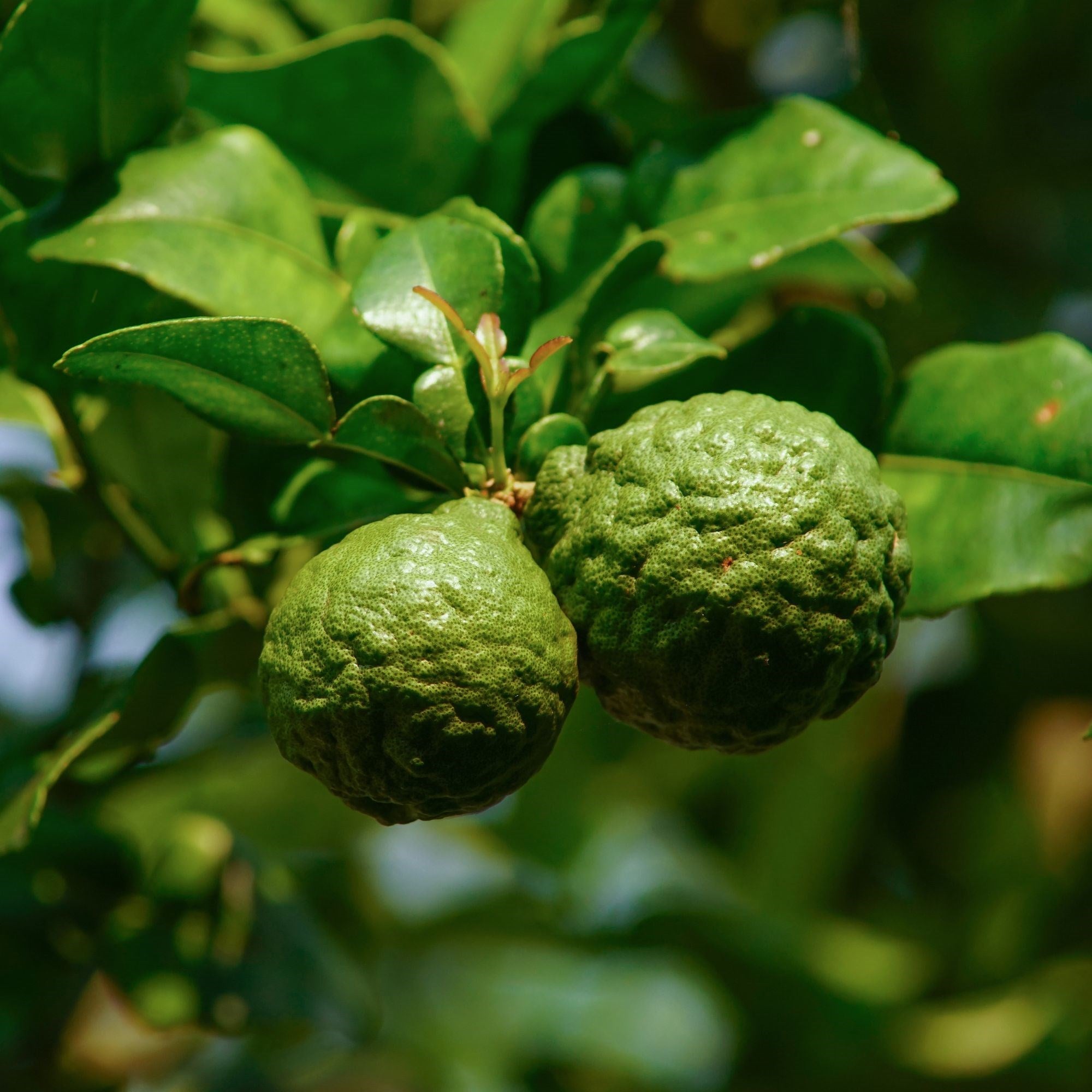 Bergamot Soufflé Body Cream 200 ml