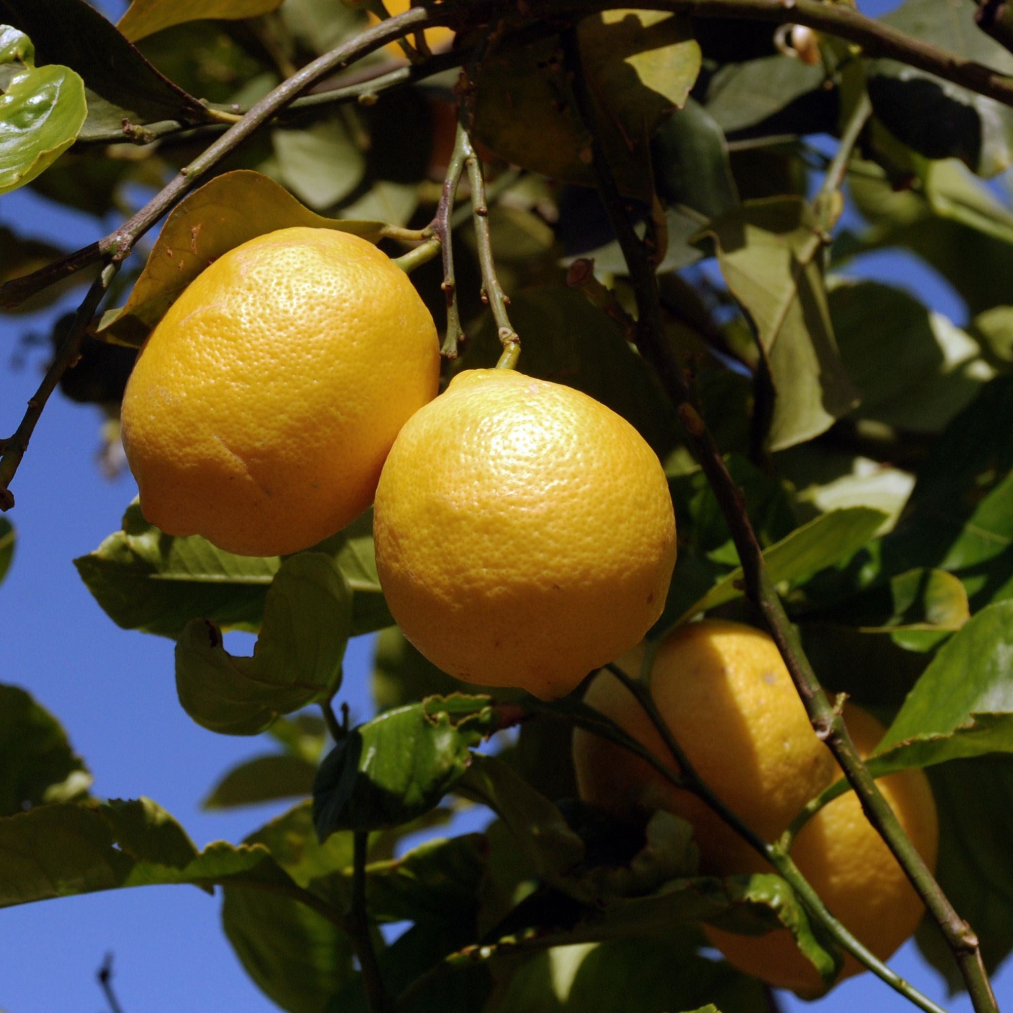 Citrus Menthe Body Oil* 100 ml