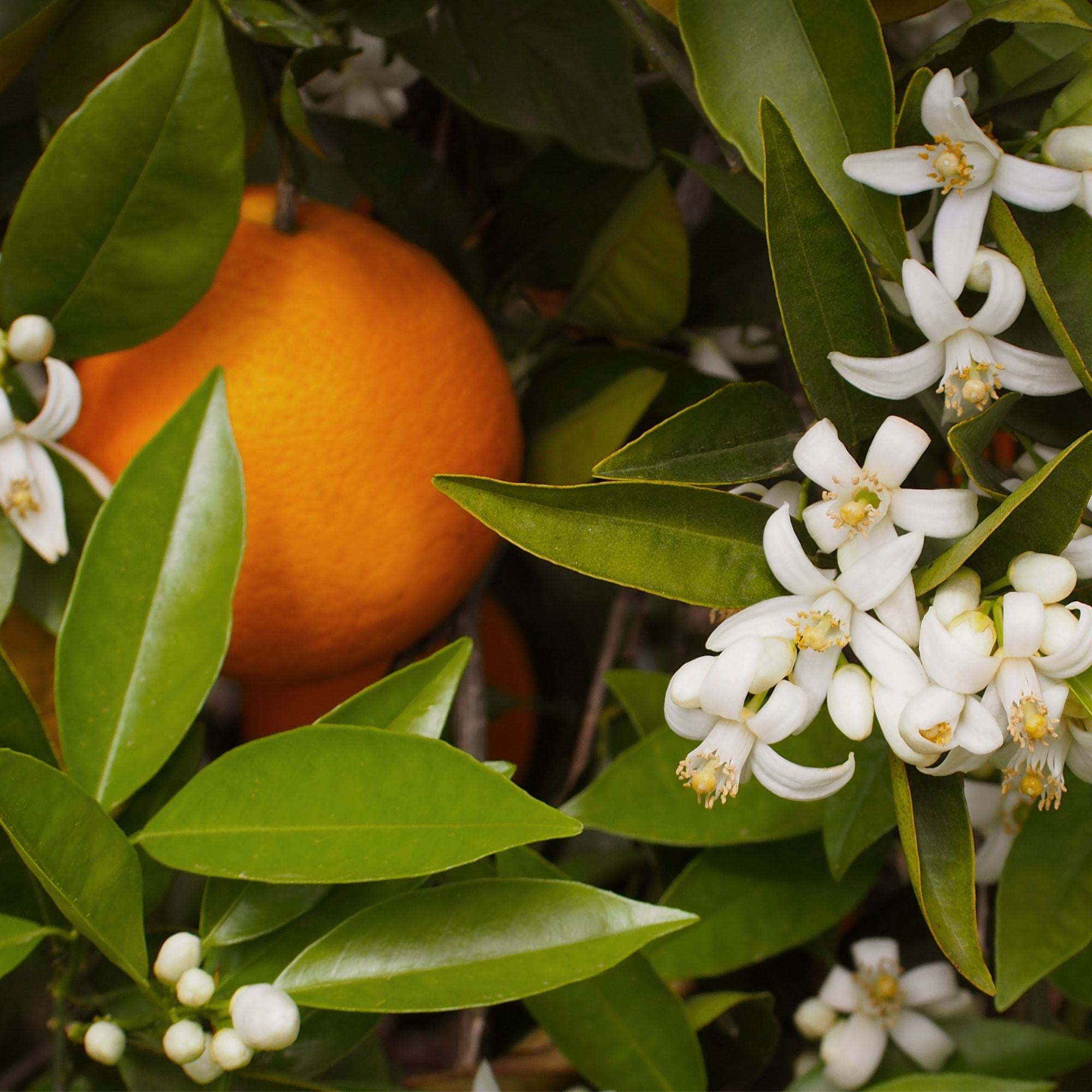 Blossom Crunch Body Scrub 200 g